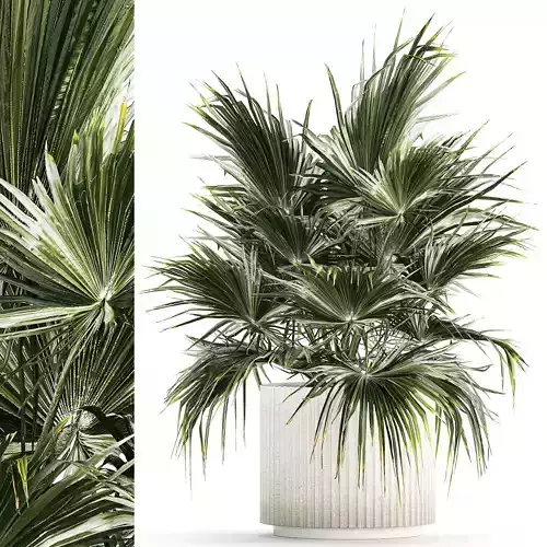Beautiful Fan Palm In A Flower Pot For Decoration 1274