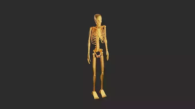 Skeleton 3D Model
