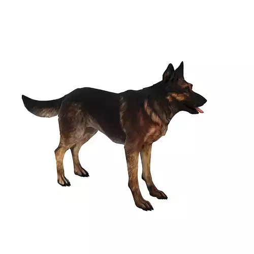 Dog German Shepherd