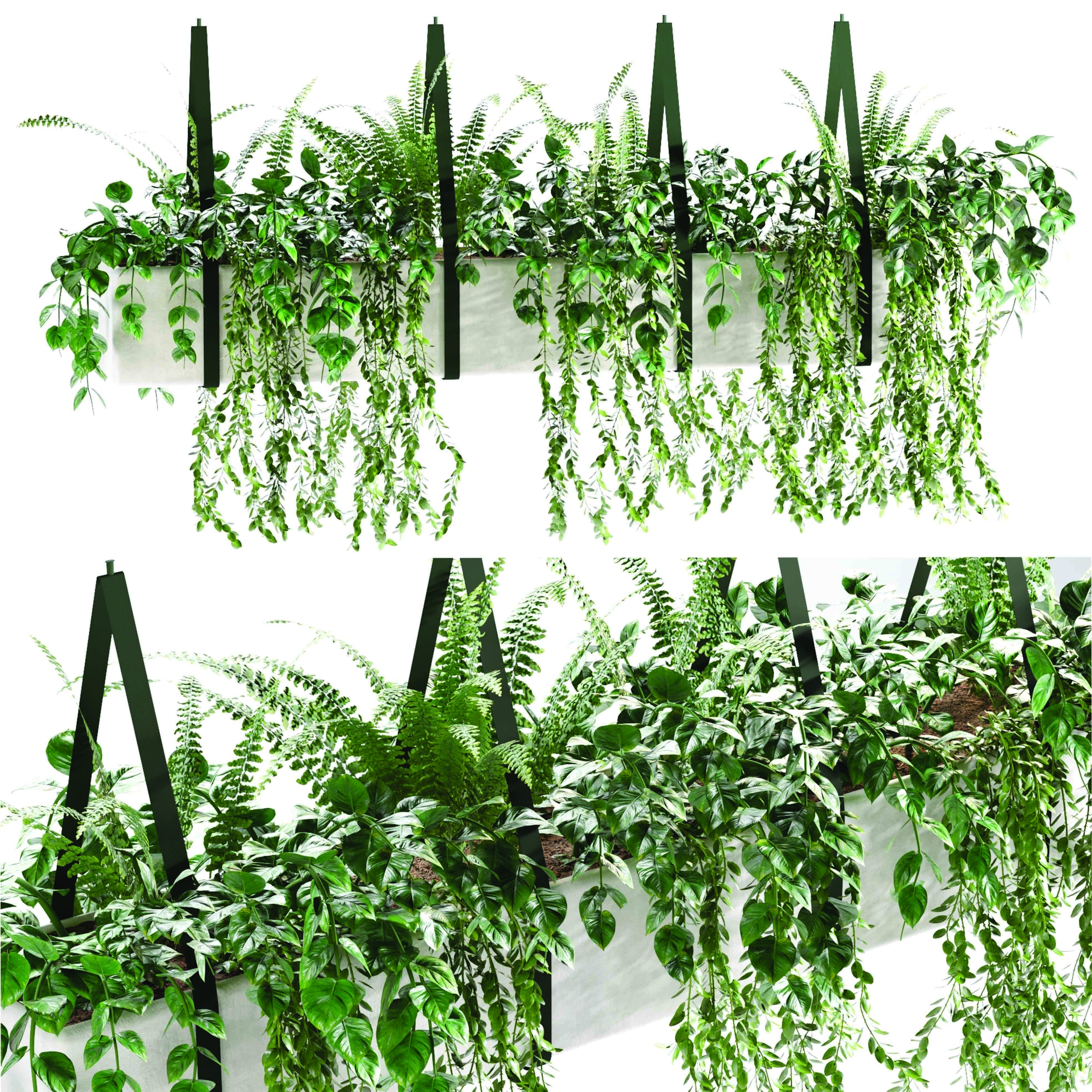 Hanging plant-1 Indoor plant 3D model_2
