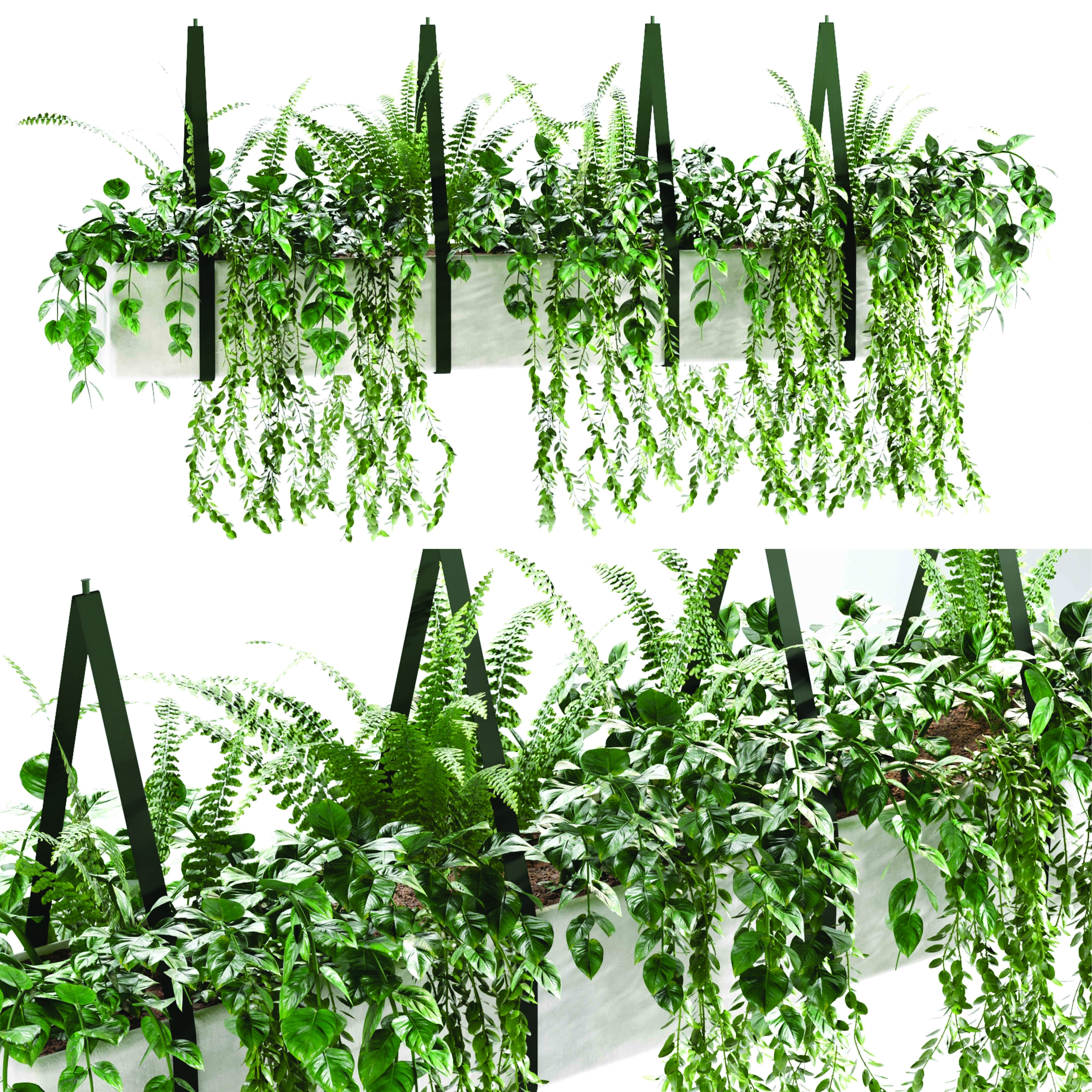 Hanging plant-1 Indoor plant 3D model_1