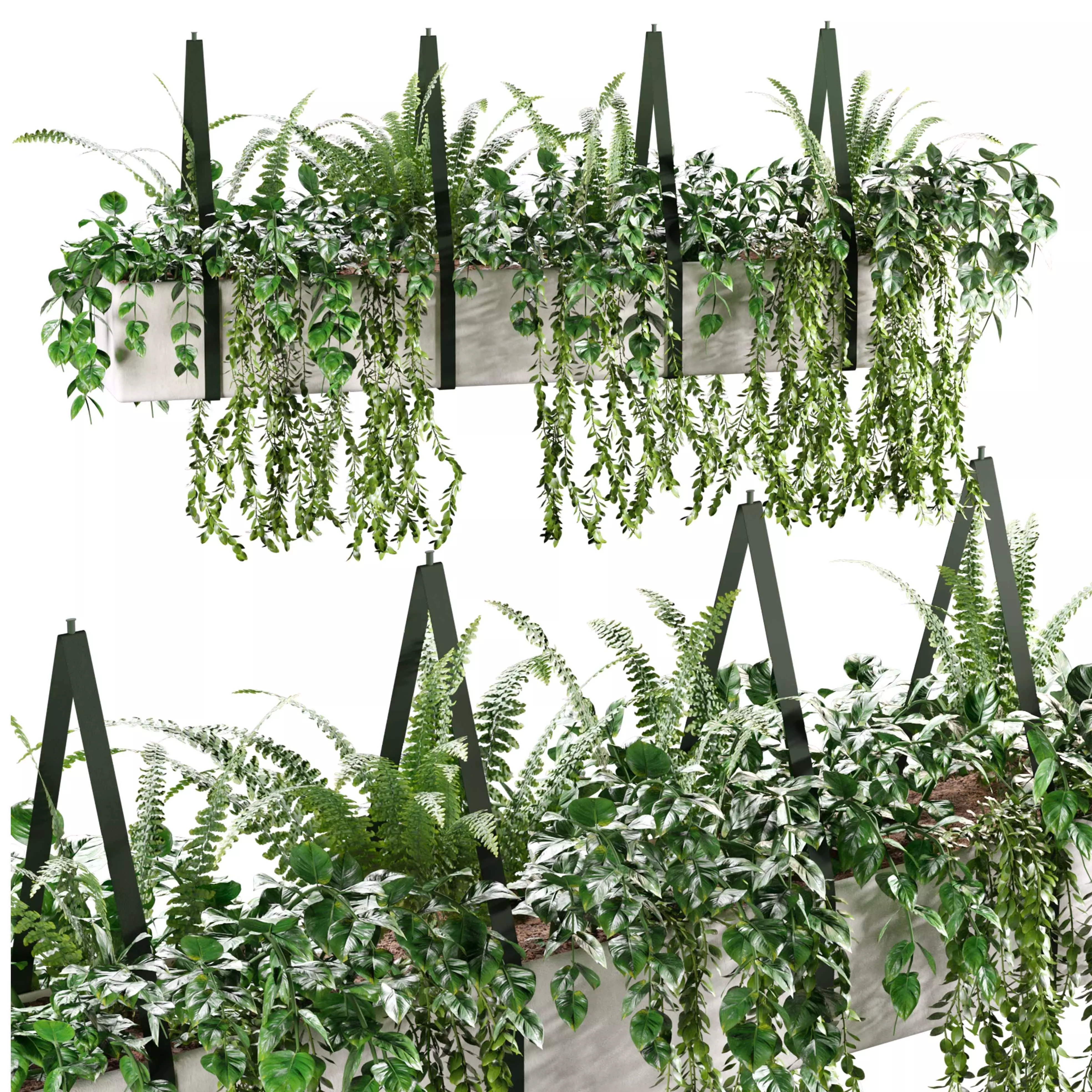 Hanging plant-1 Indoor plant 3D model_0