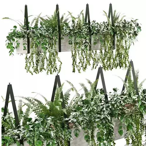 Hanging plant-1 Indoor plant 3D model