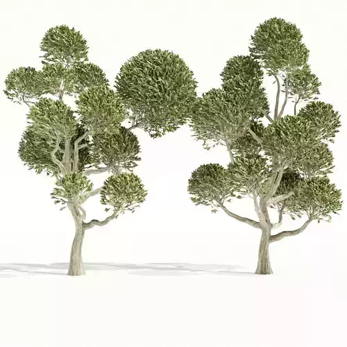 collection tree vol1 