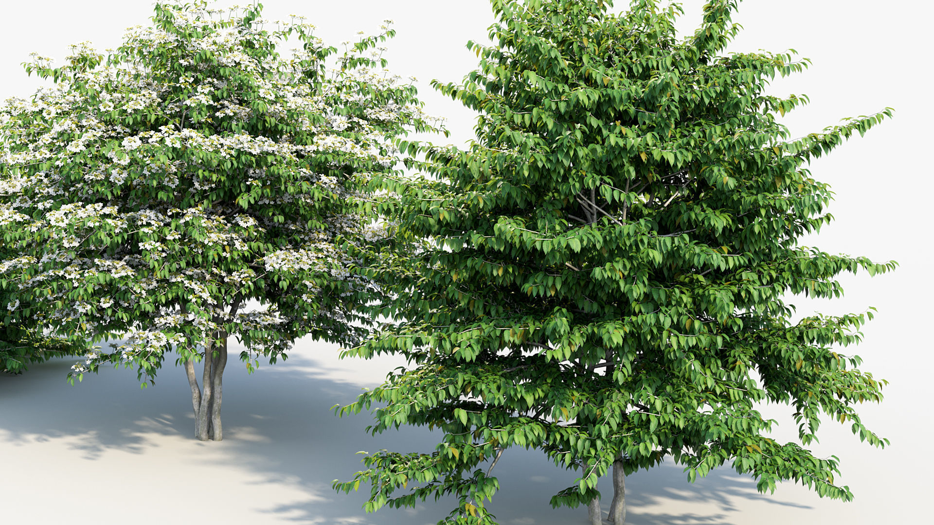 Viburnum plicatum Japanese Snowball 3D model_4
