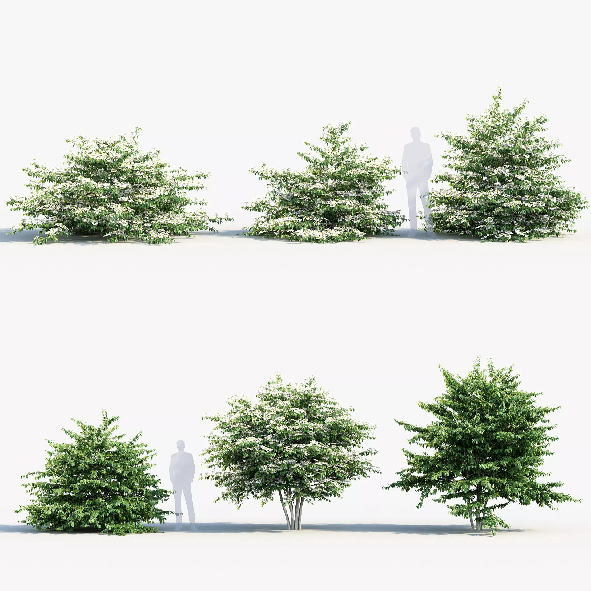 Viburnum plicatum Japanese Snowball 3D model_0