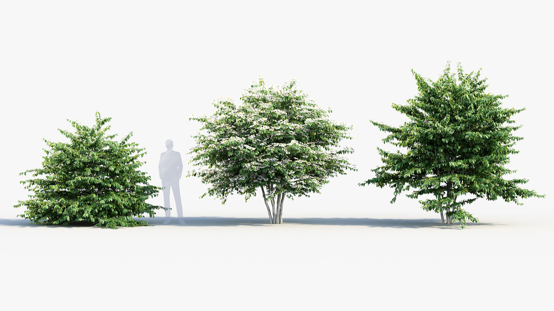 Viburnum plicatum Japanese Snowball 3D model_3