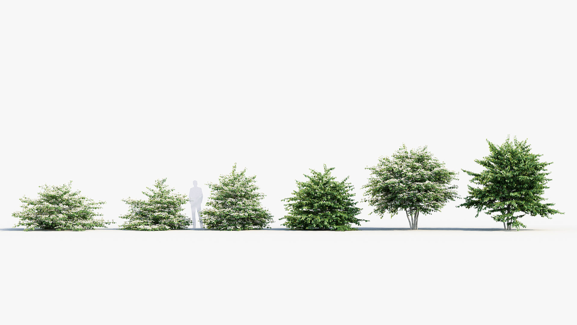 Viburnum plicatum Japanese Snowball 3D model_1