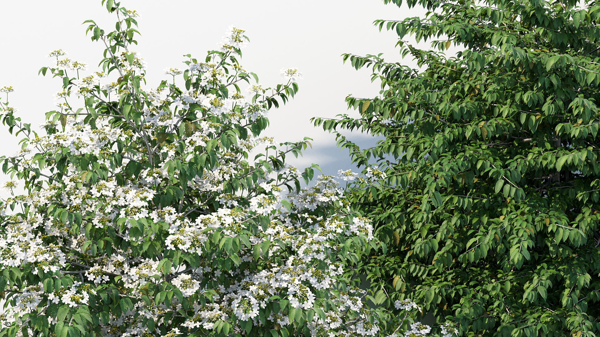 Viburnum plicatum Japanese Snowball 3D model_7