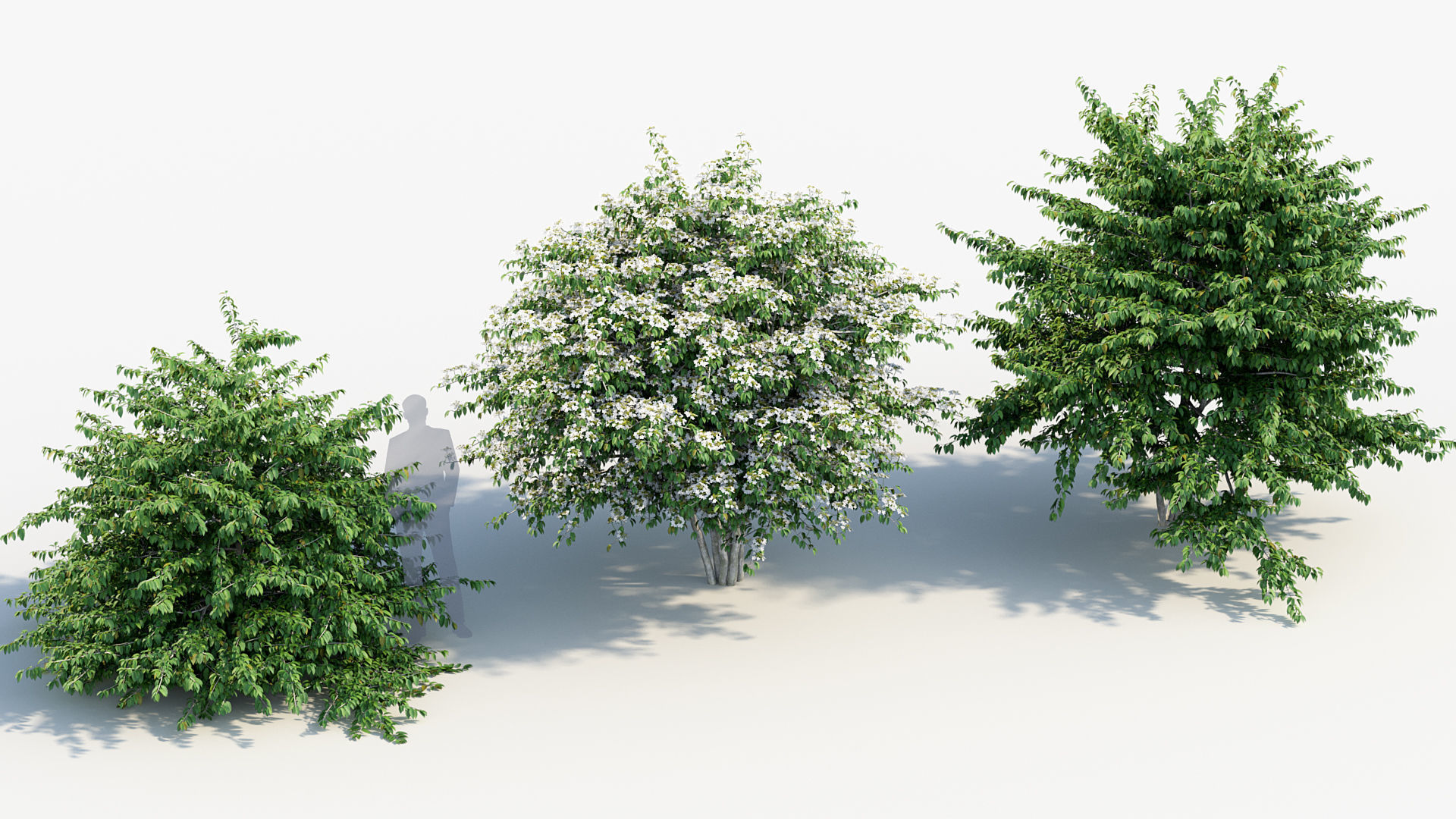 Viburnum plicatum Japanese Snowball 3D model_5
