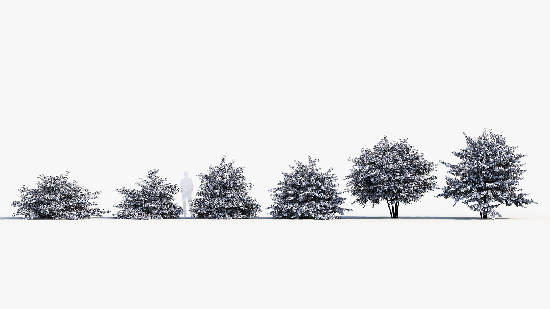 Viburnum plicatum Japanese Snowball 3D model_8