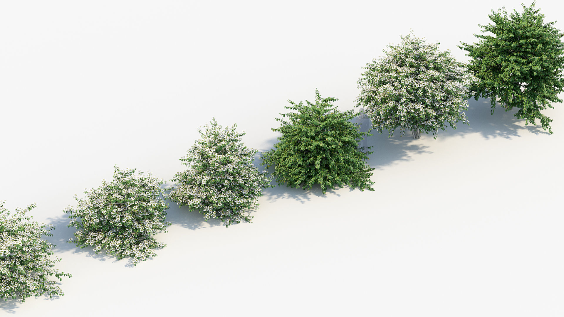 Viburnum plicatum Japanese Snowball 3D model_6