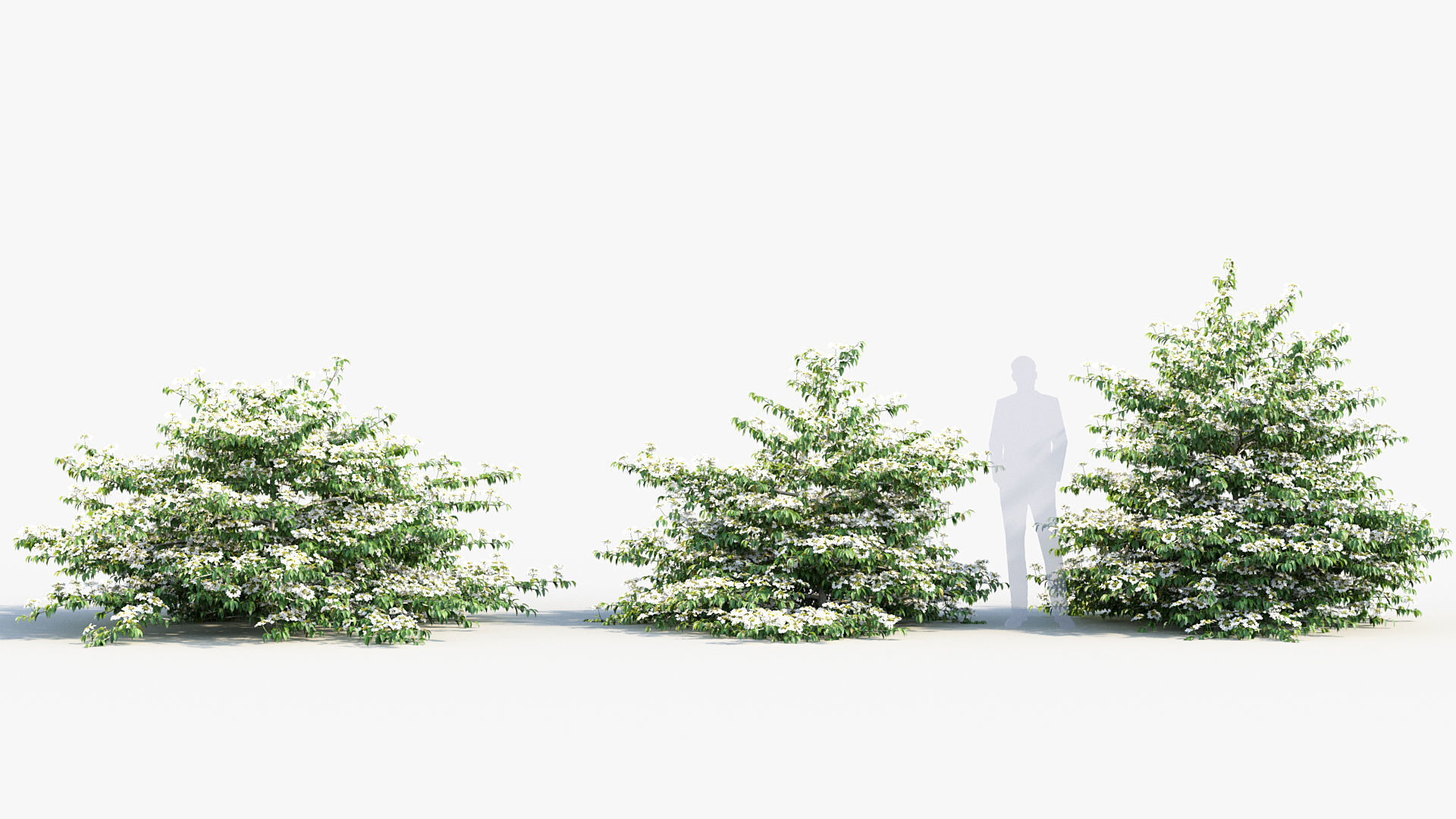 Viburnum plicatum Japanese Snowball 3D model_2