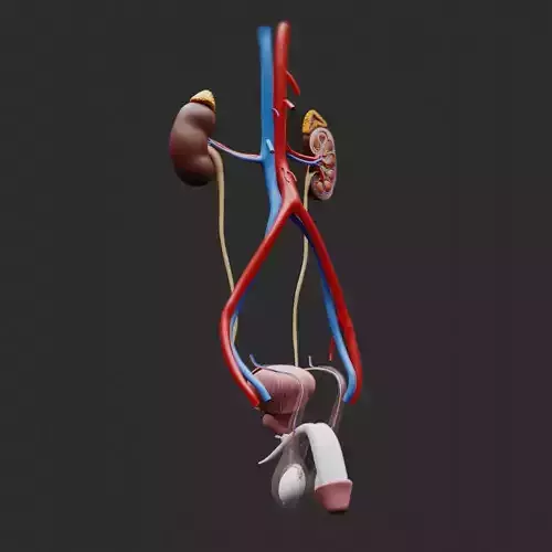 Male Reproductive System Anatomy 3D model