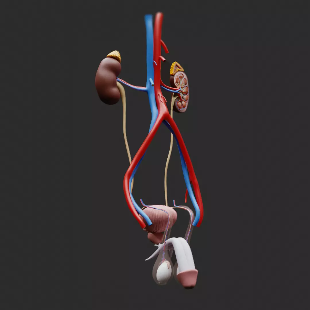 Male Reproductive System Anatomy 3D model_0