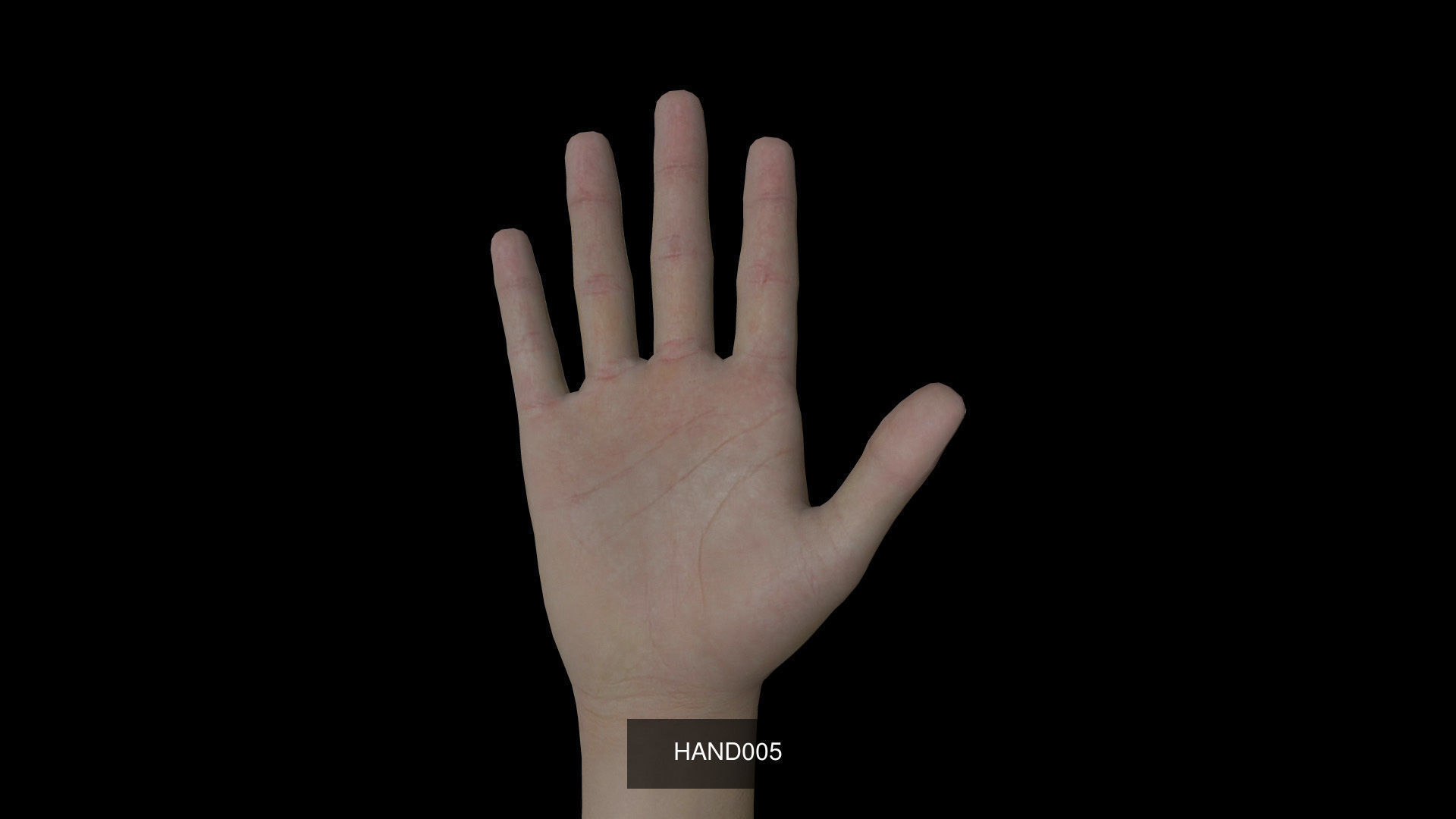 Right Hand 3D Model Collection_5