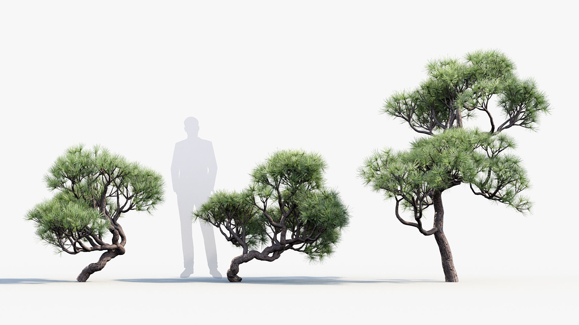 Pinus thunbergii Japanese black pine 01 Low-poly 3D model_2