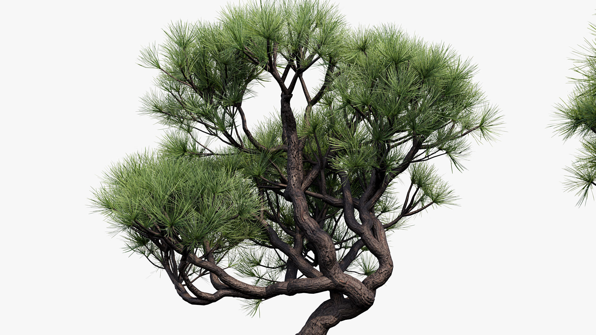 Pinus thunbergii Japanese black pine 01 Low-poly 3D model_6