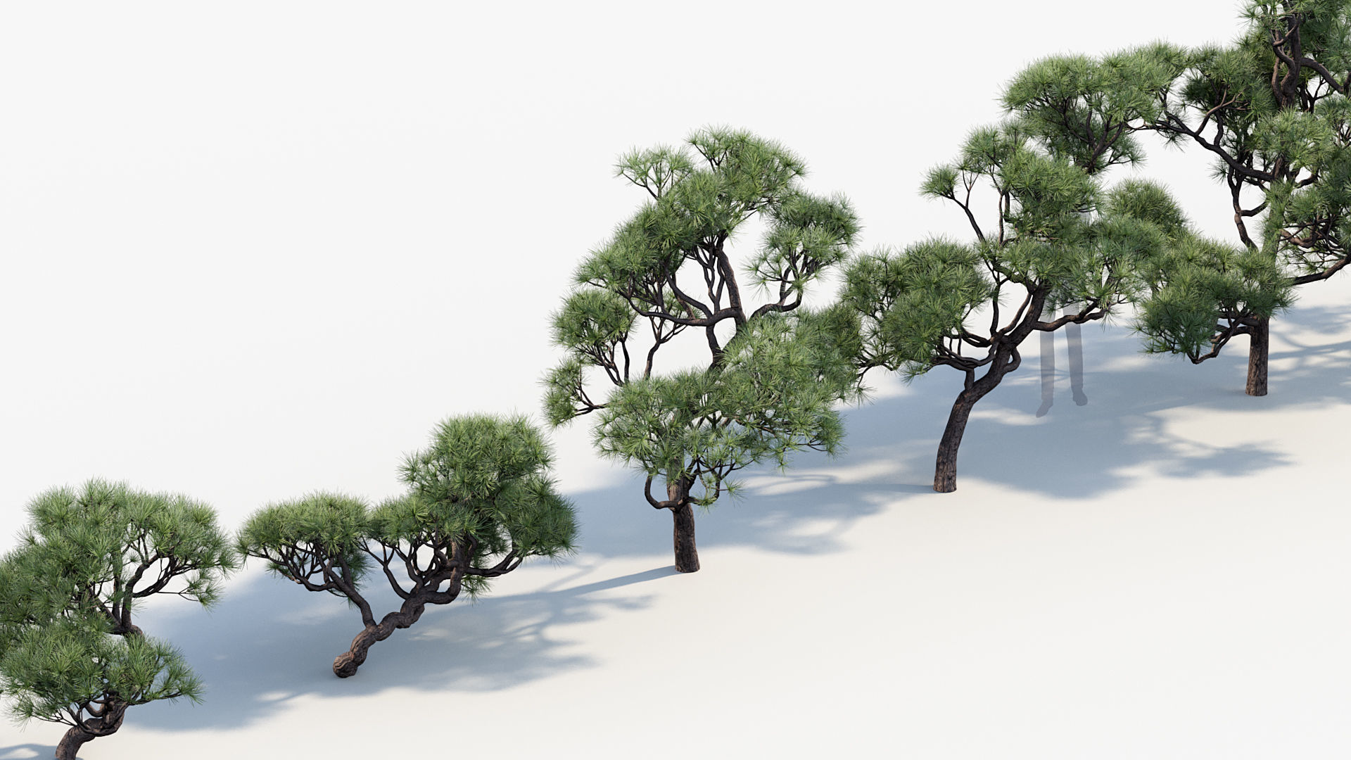 Pinus thunbergii Japanese black pine 01 Low-poly 3D model_5