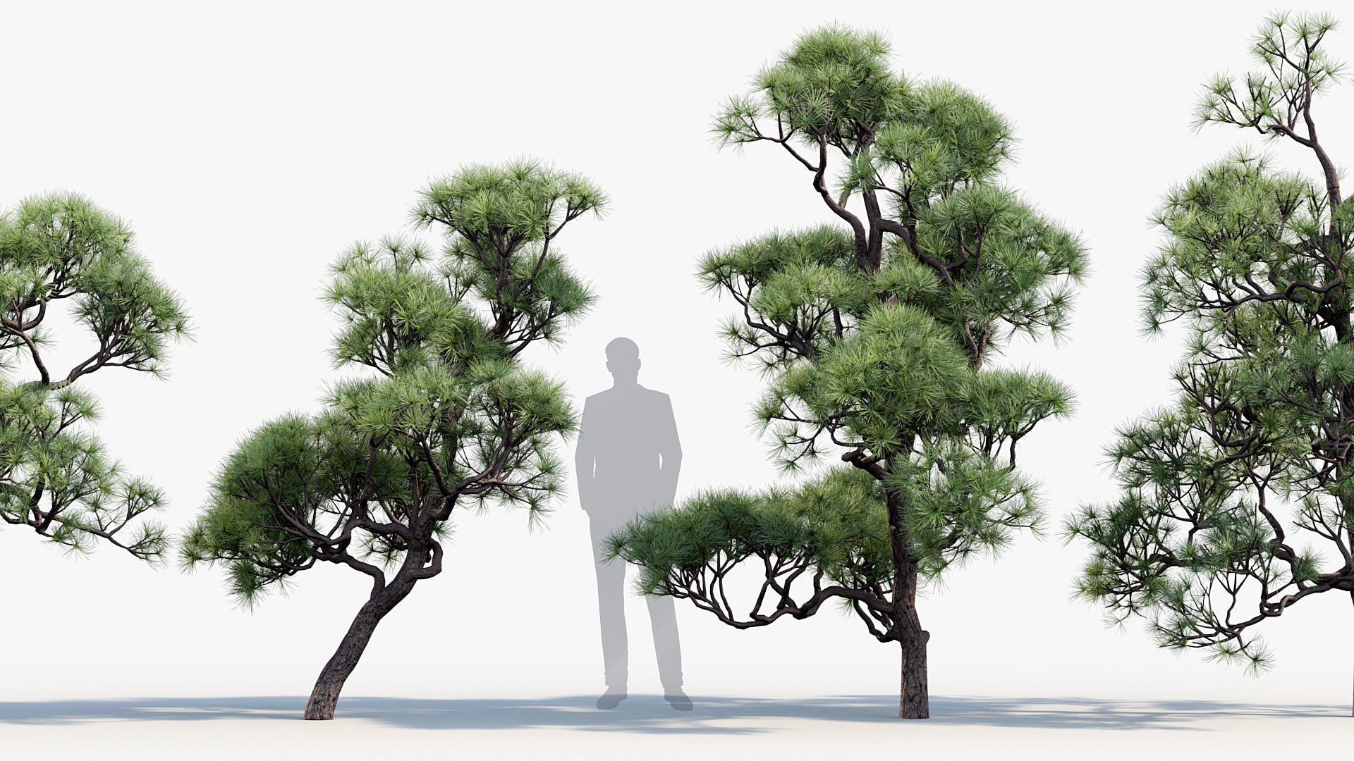 Pinus thunbergii Japanese black pine 01 Low-poly 3D model_7