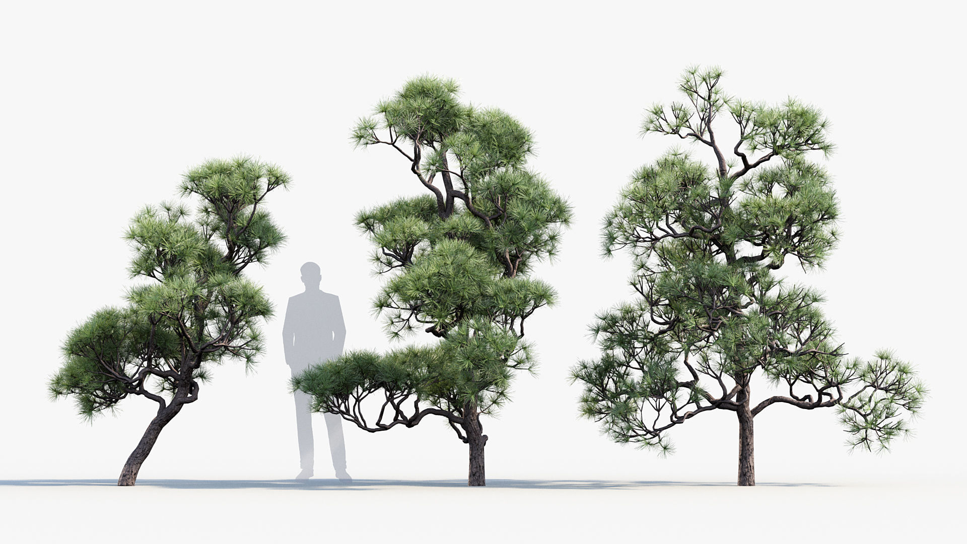 Pinus thunbergii Japanese black pine 01 Low-poly 3D model_3