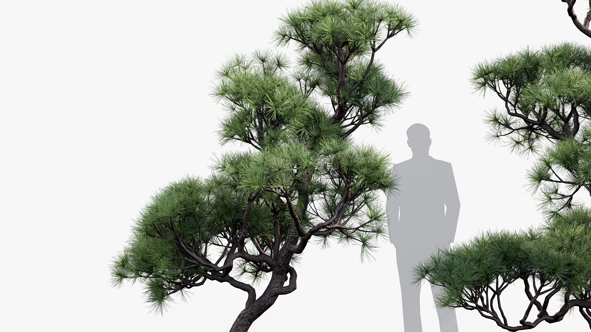 Pinus thunbergii Japanese black pine 01 Low-poly 3D model_4