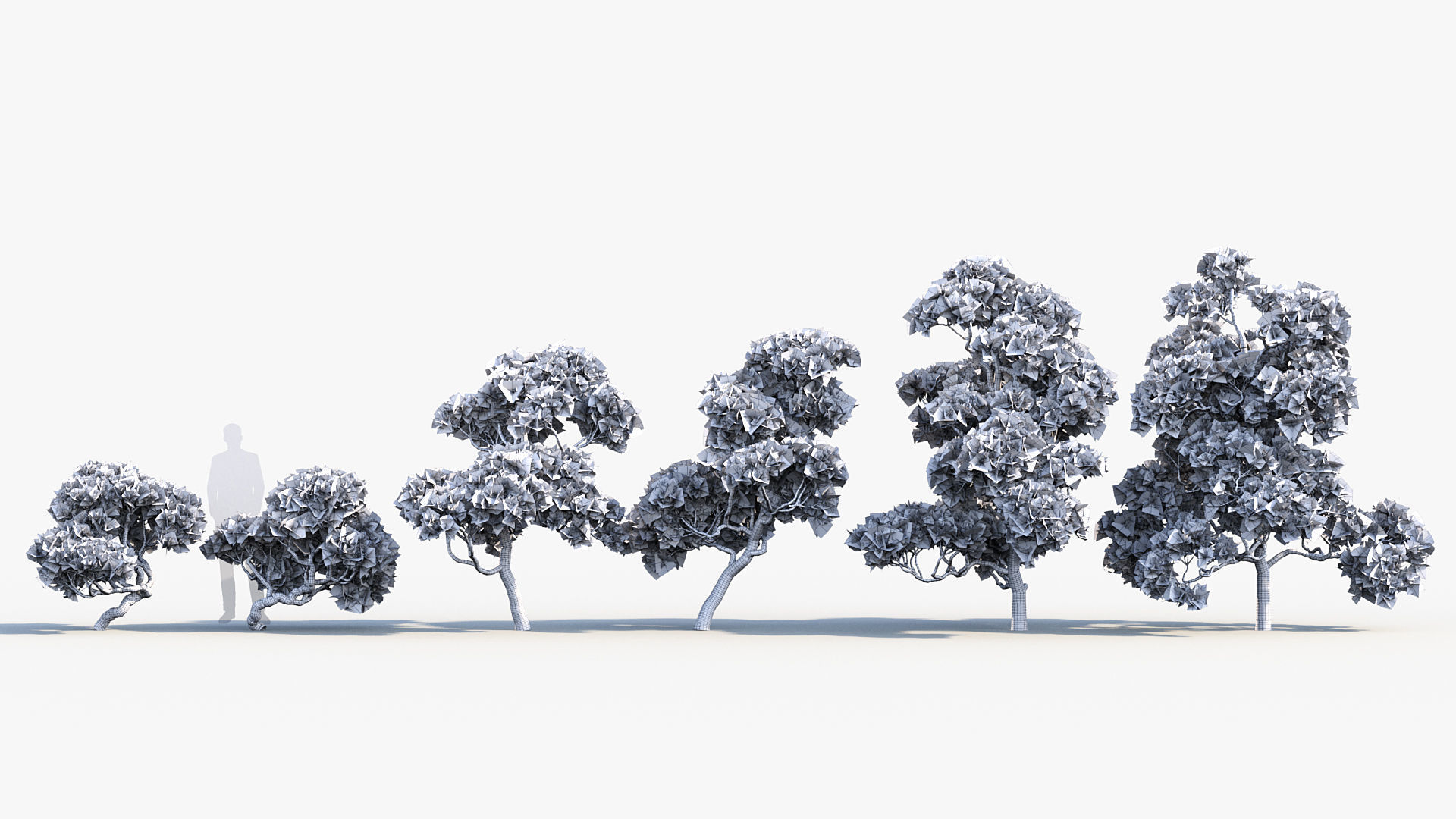 Pinus thunbergii Japanese black pine 01 Low-poly 3D model_8