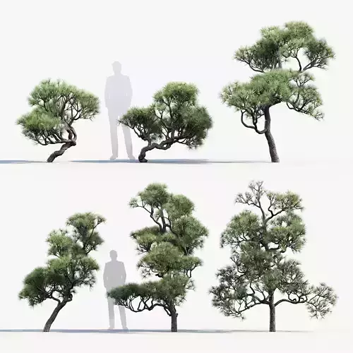 Pinus thunbergii Japanese black pine 01 Low-poly 3D model