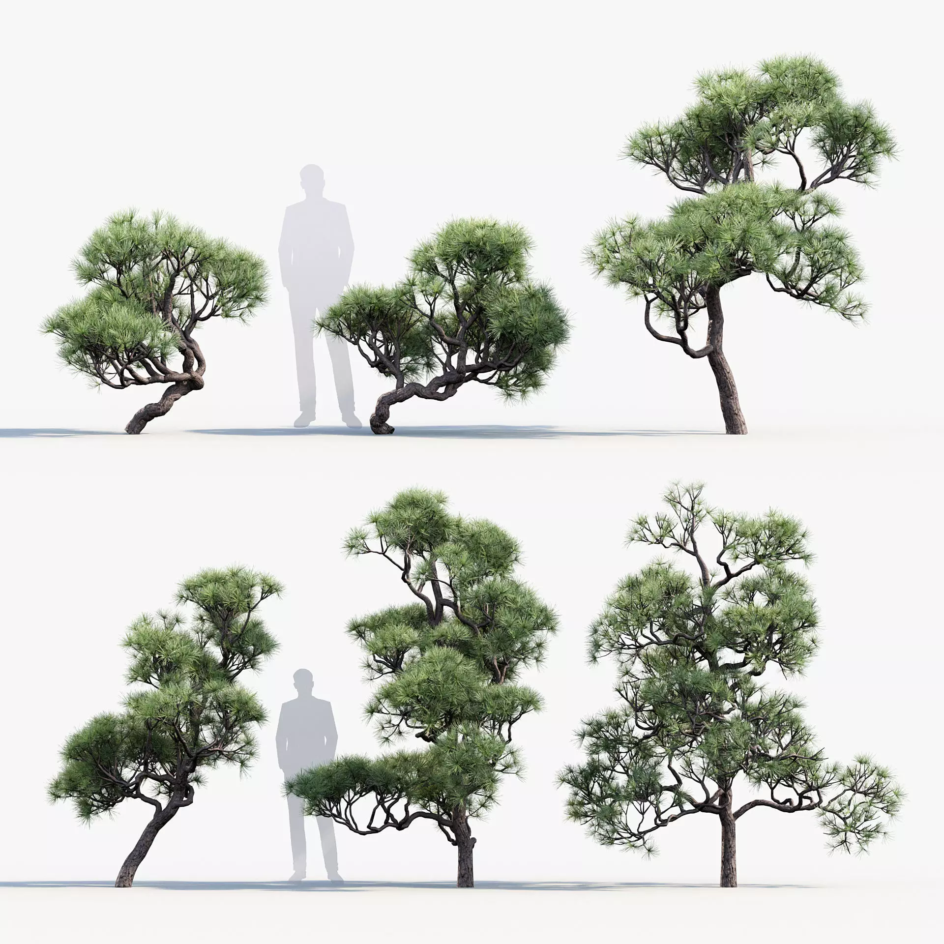 Pinus thunbergii Japanese black pine 01 Low-poly 3D model_0