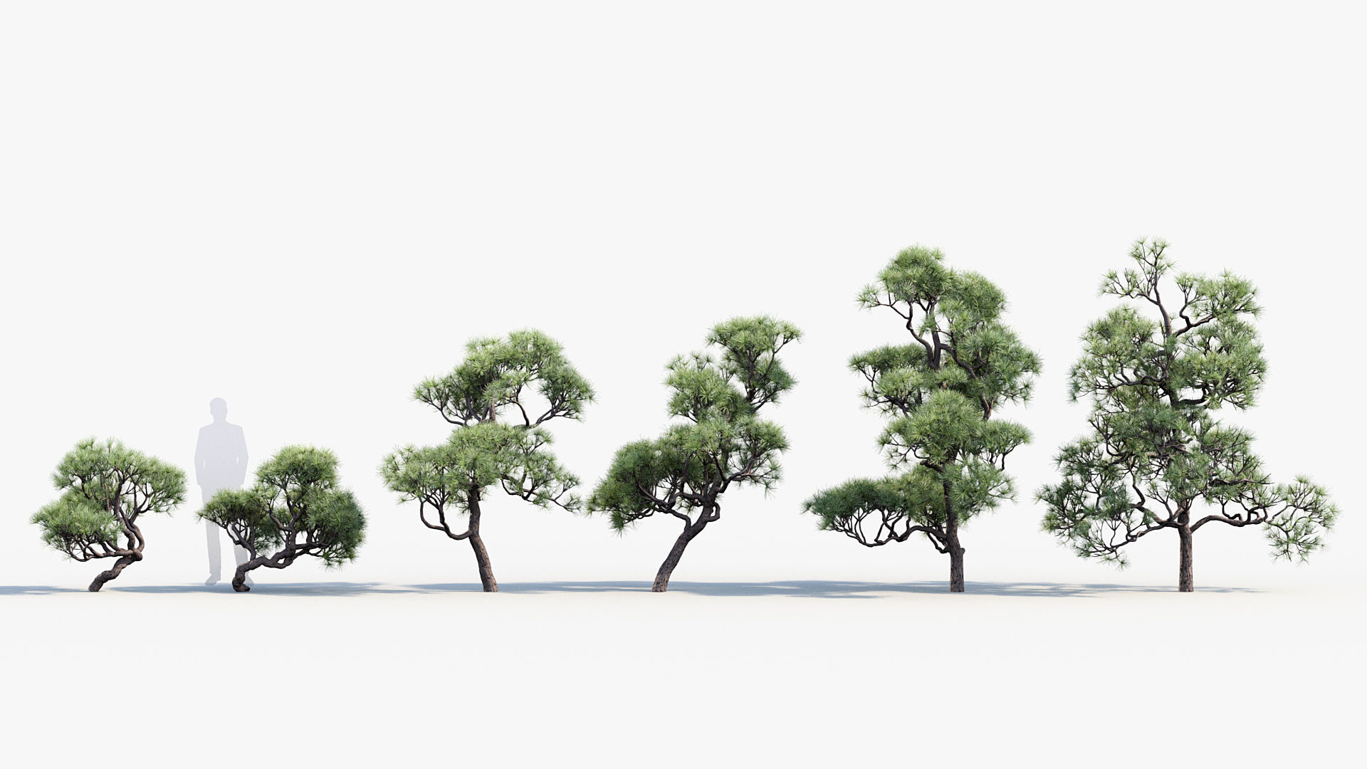 Pinus thunbergii Japanese black pine 01 Low-poly 3D model_1