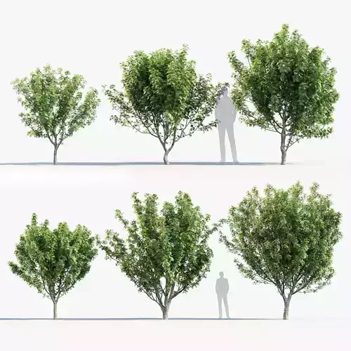 Japanese maple Acer palmatum 02