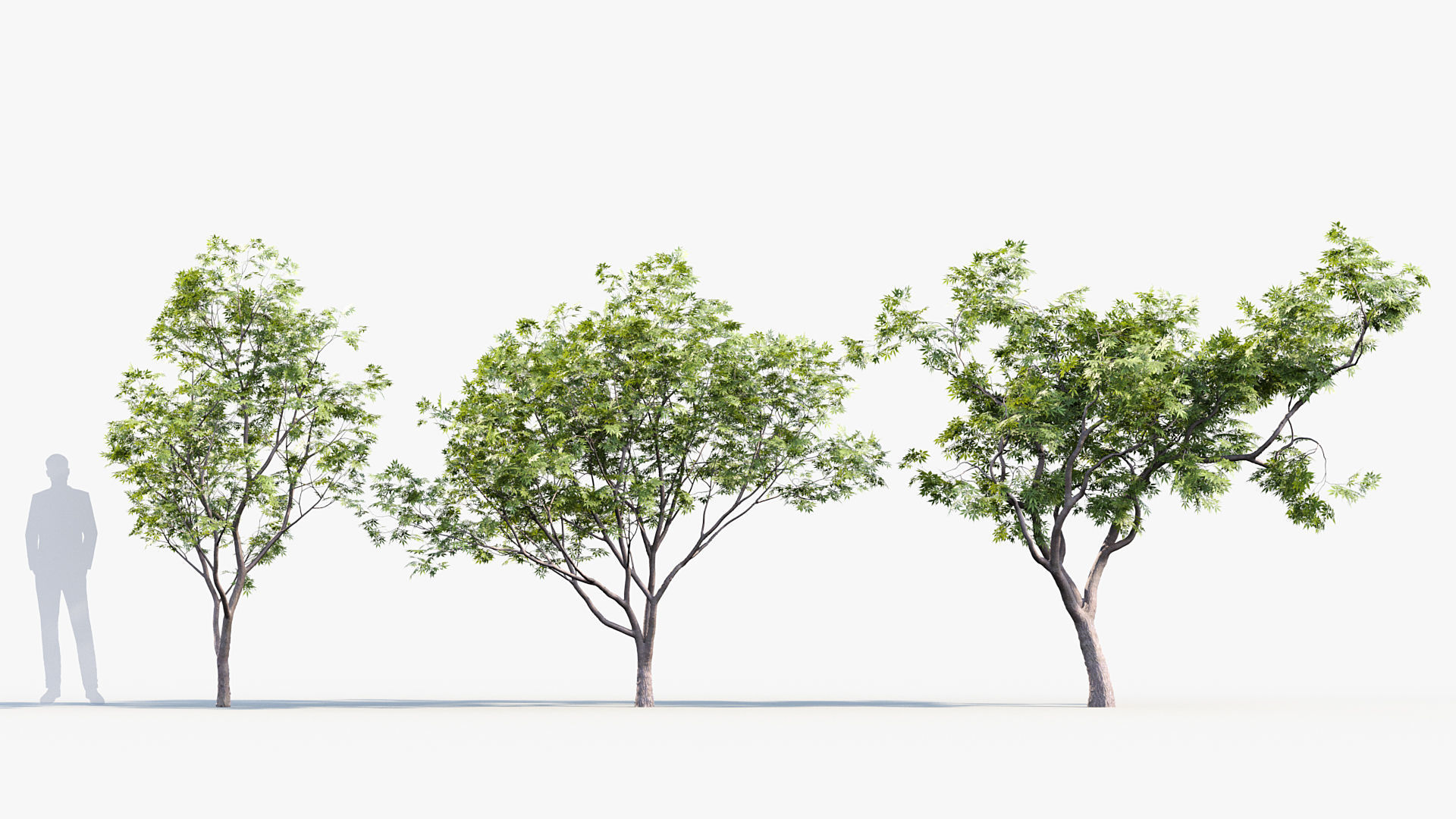 Japanese maple Acer palmatum 01 3D model_2