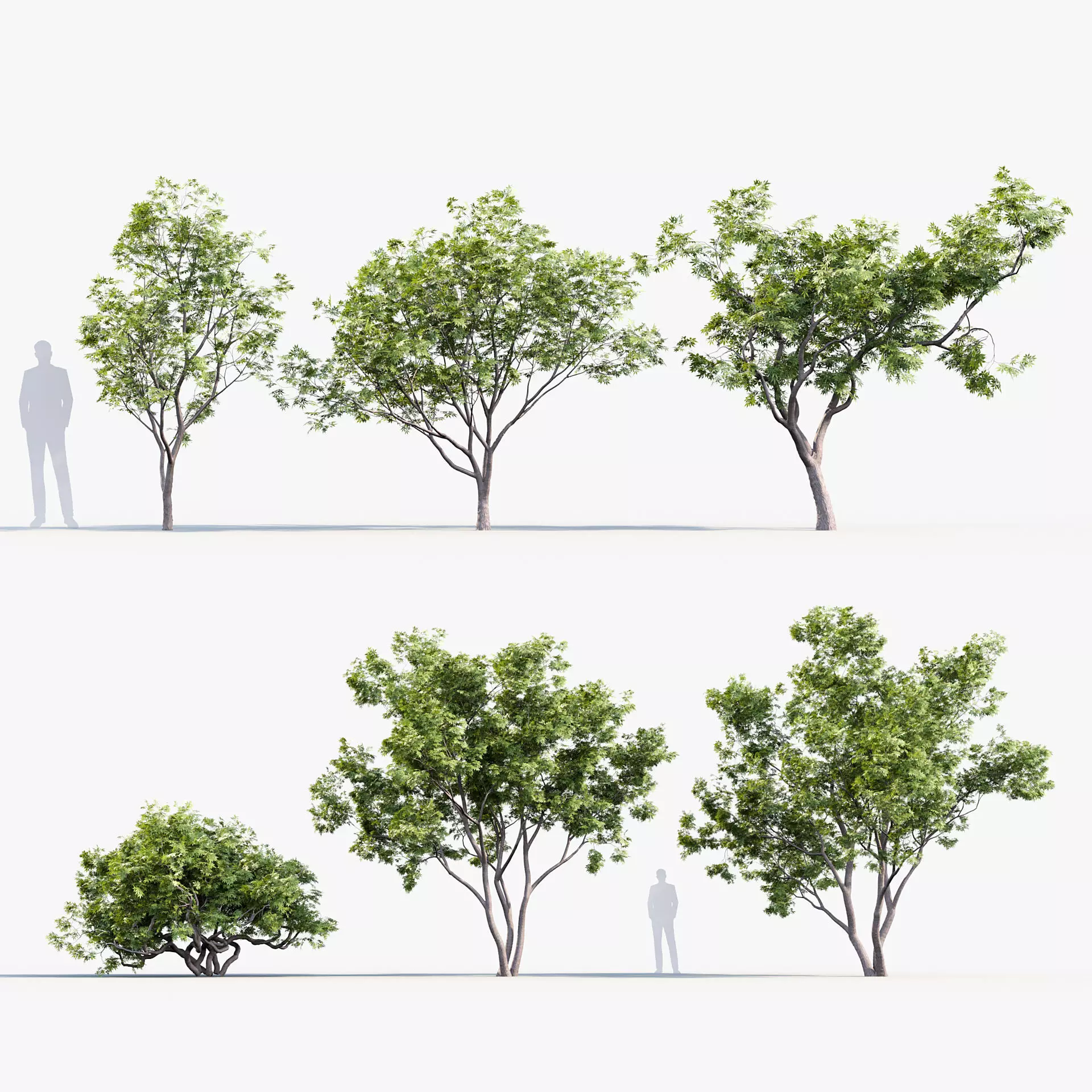 Japanese maple Acer palmatum 01 3D model_0