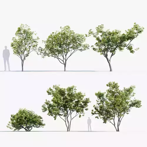 Japanese maple Acer palmatum 01