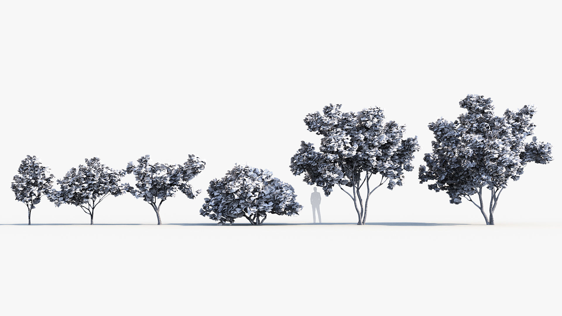 Japanese maple Acer palmatum 01 3D model_8