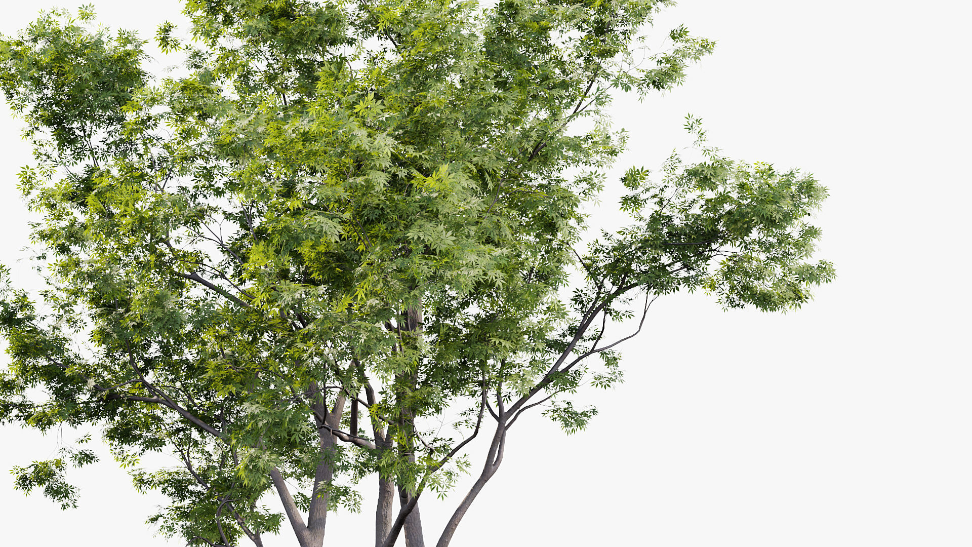 Japanese maple Acer palmatum 01 3D model_4