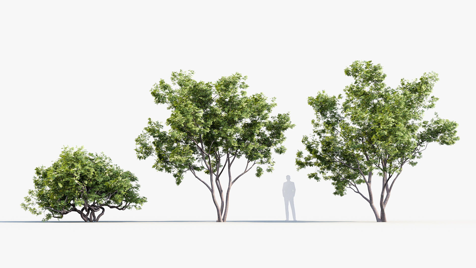 Japanese maple Acer palmatum 01 3D model_3