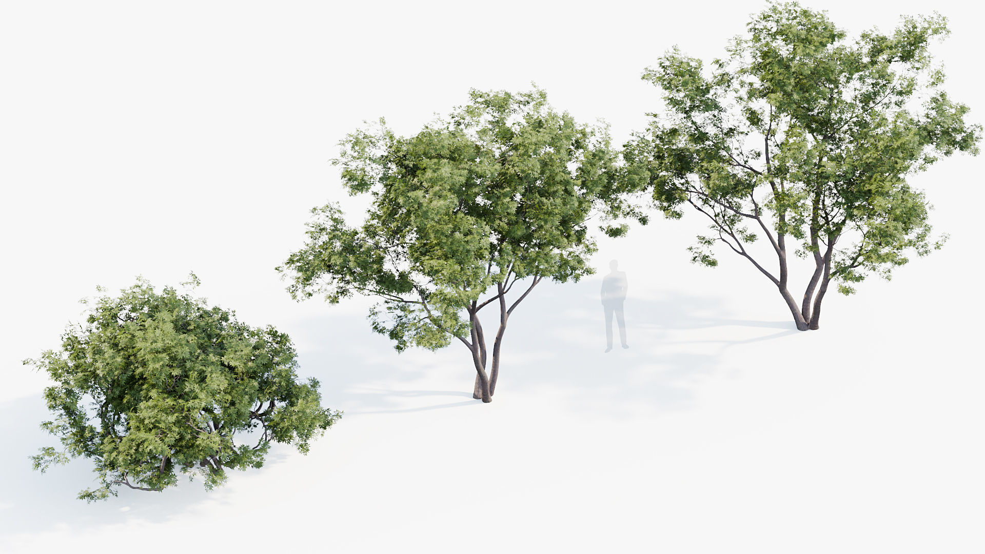 Japanese maple Acer palmatum 01 3D model_5