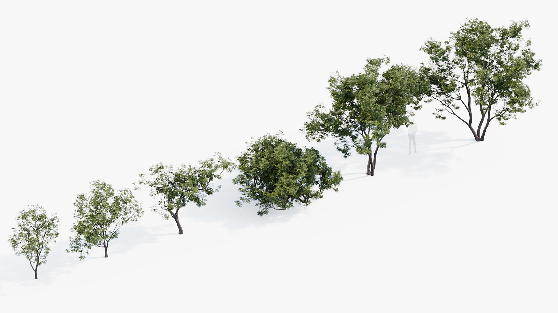 Japanese maple Acer palmatum 01 3D model_7