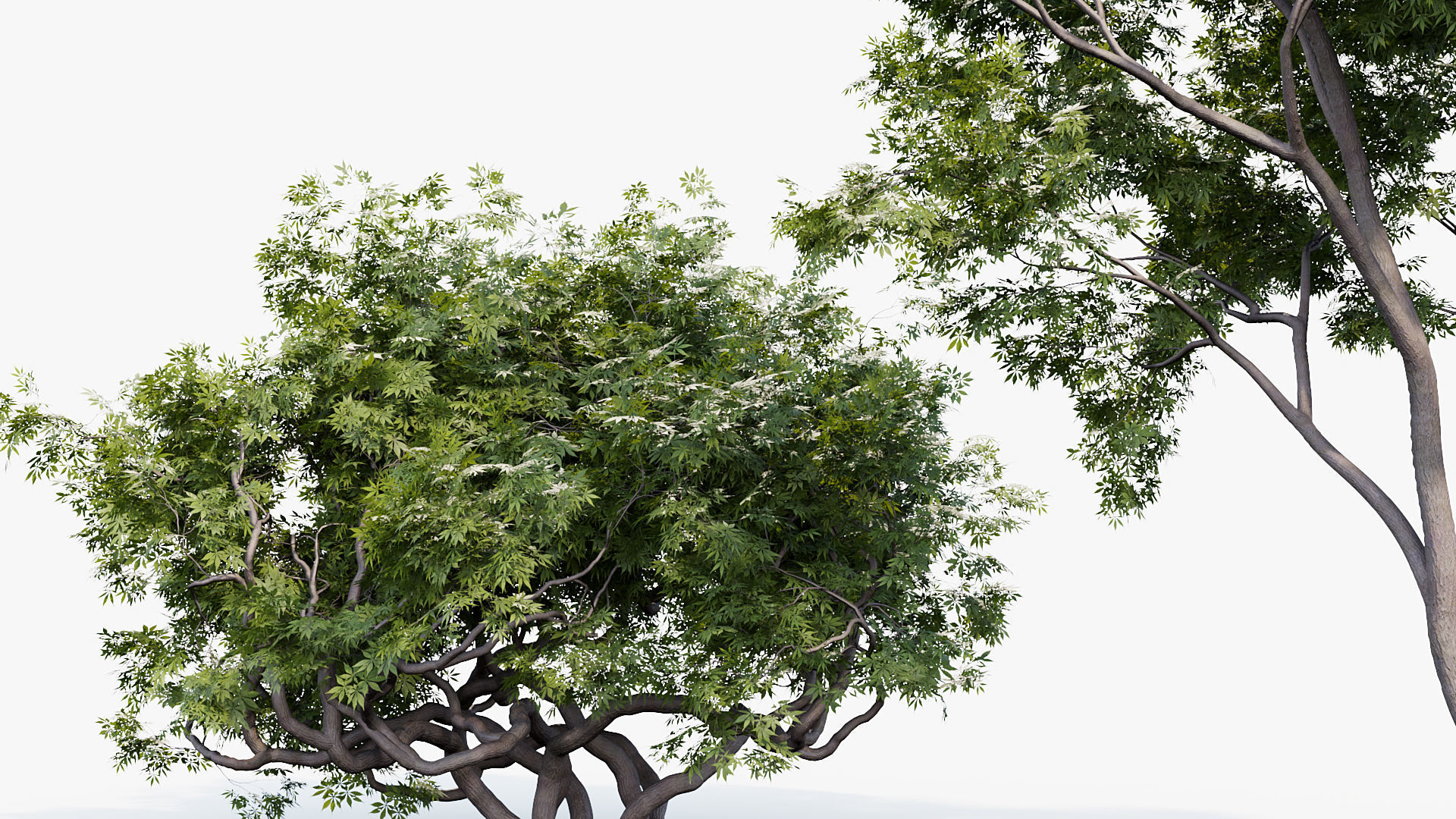 Japanese maple Acer palmatum 01 3D model_6