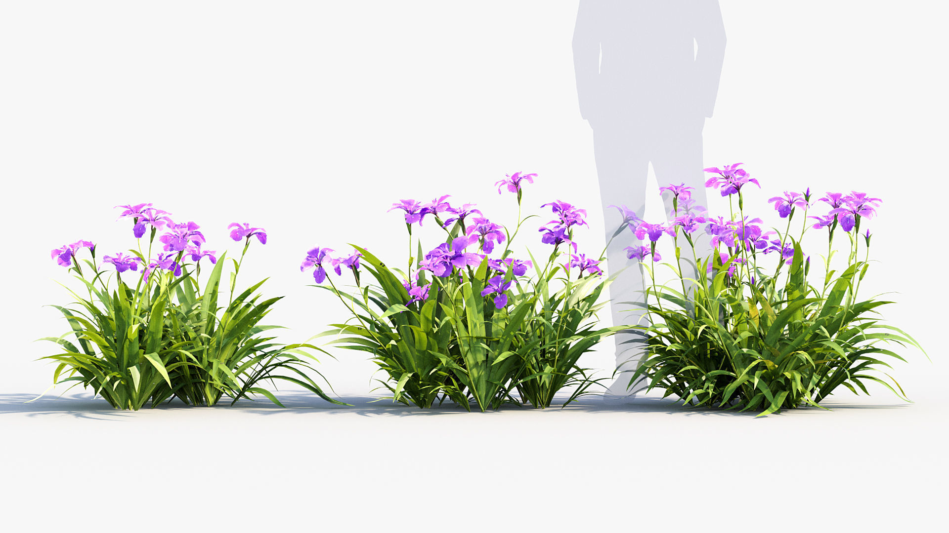 Iris tectorum Japanese Roof Iris 3D model_3