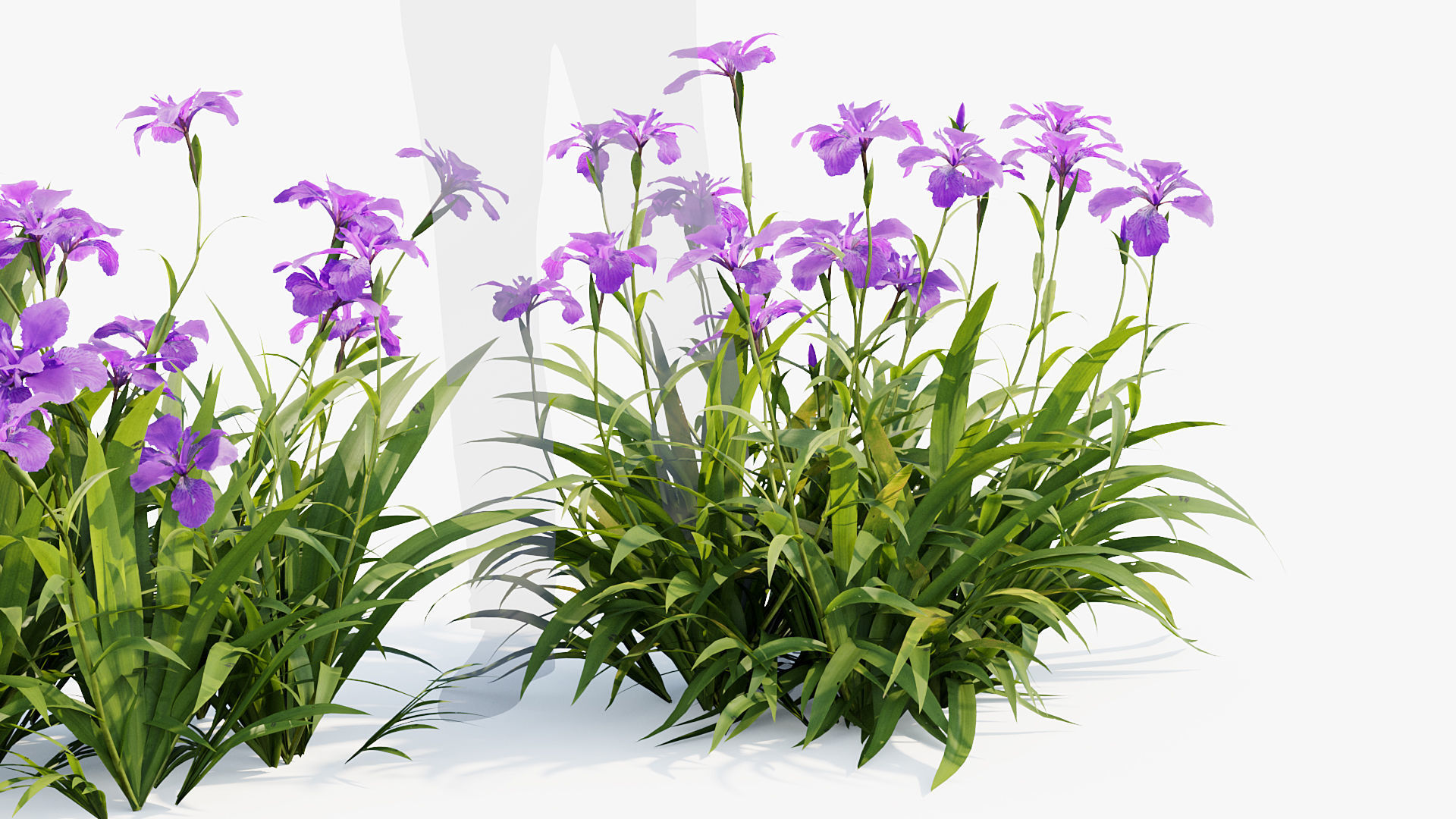 Iris tectorum Japanese Roof Iris 3D model_4