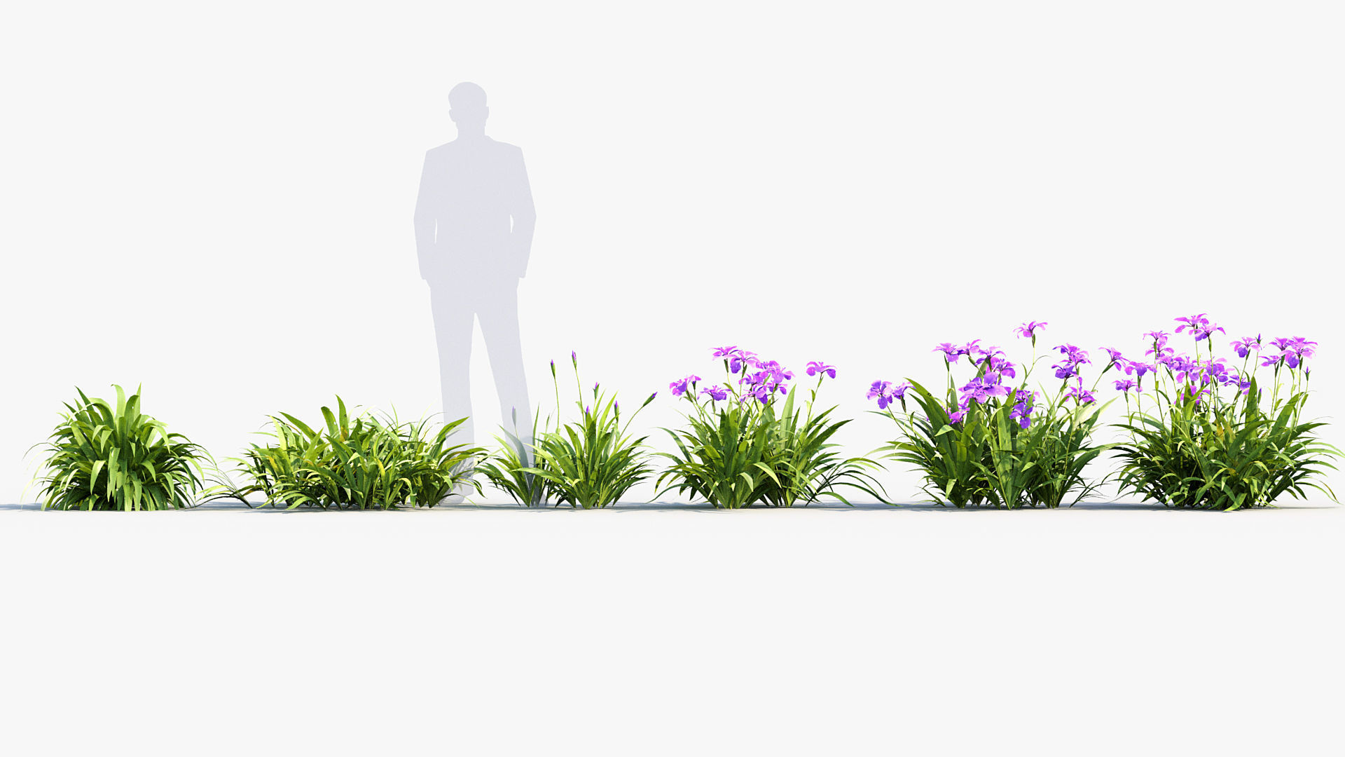 Iris tectorum Japanese Roof Iris 3D model_1