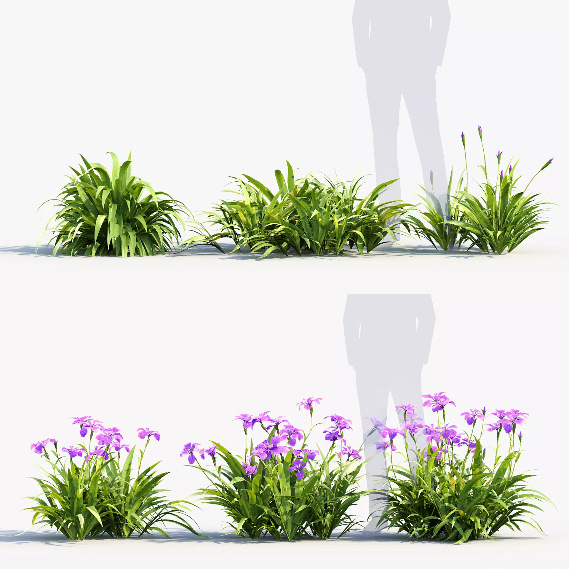 Iris tectorum Japanese Roof Iris 3D model_0