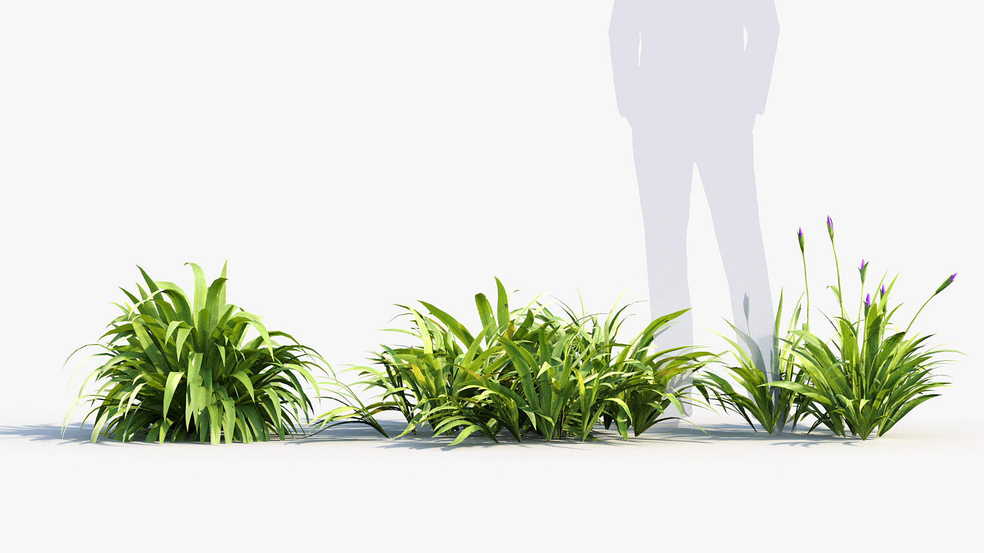 Iris tectorum Japanese Roof Iris 3D model_2