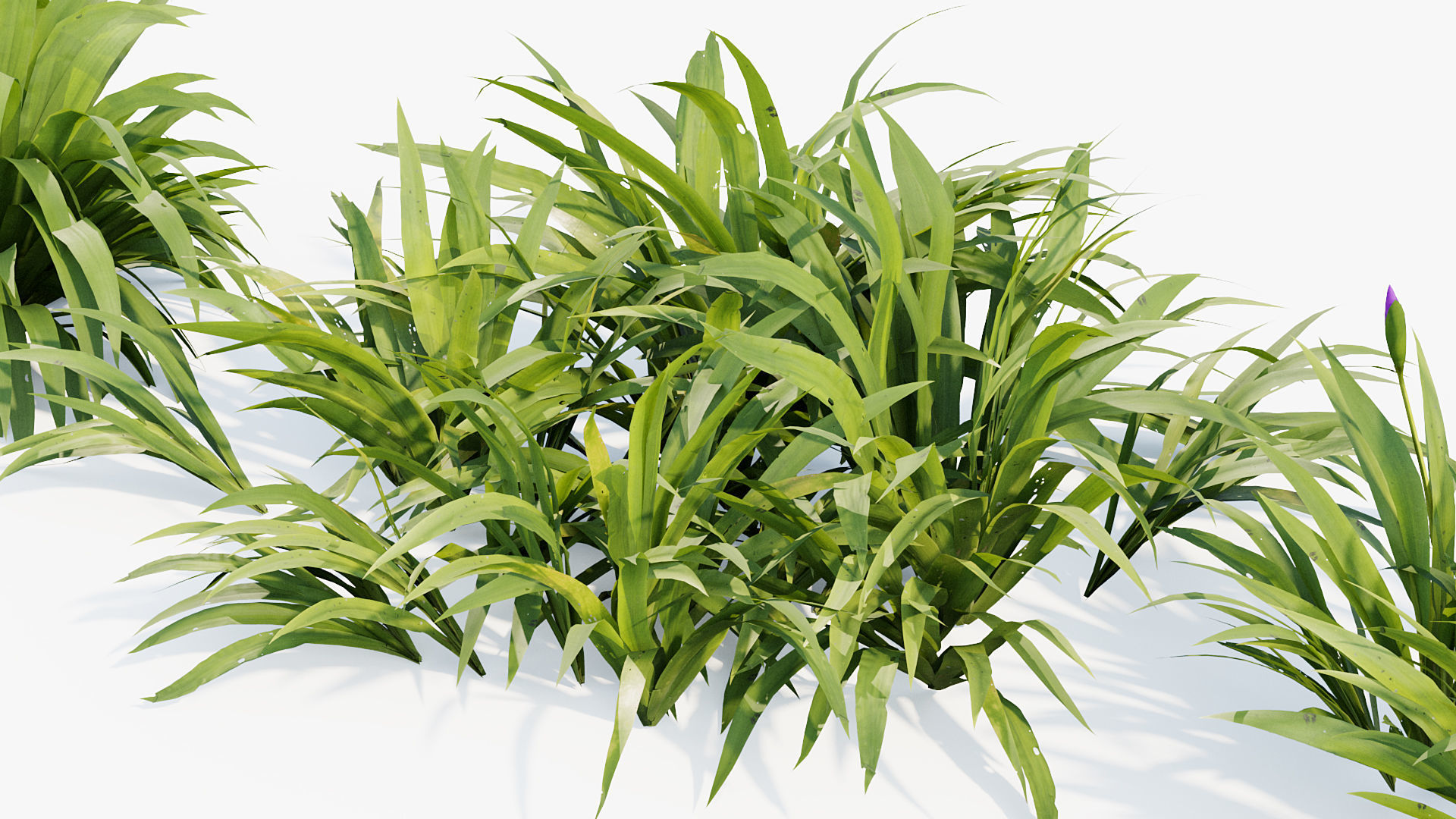 Iris tectorum Japanese Roof Iris 3D model_5