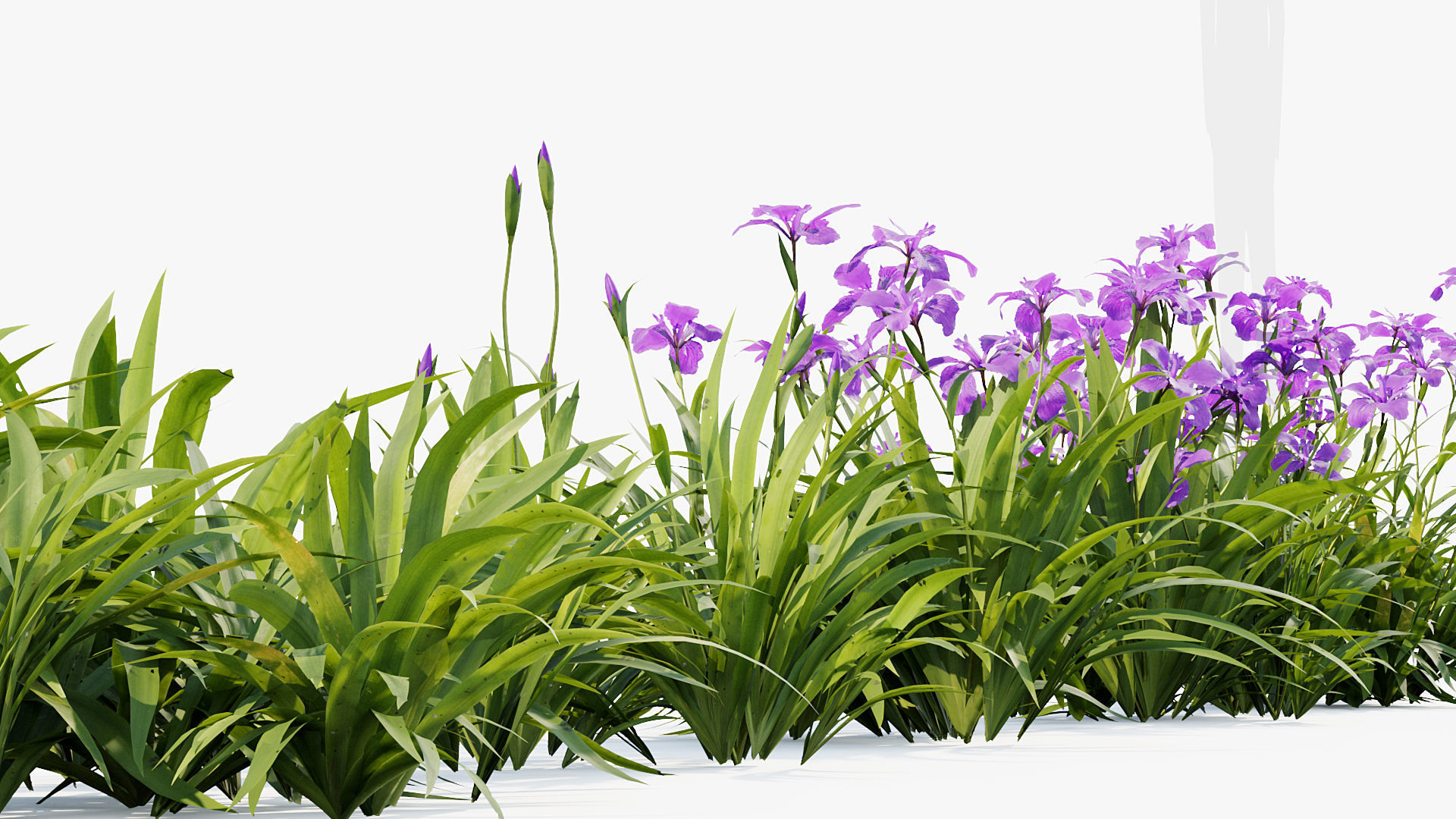 Iris tectorum Japanese Roof Iris 3D model_7