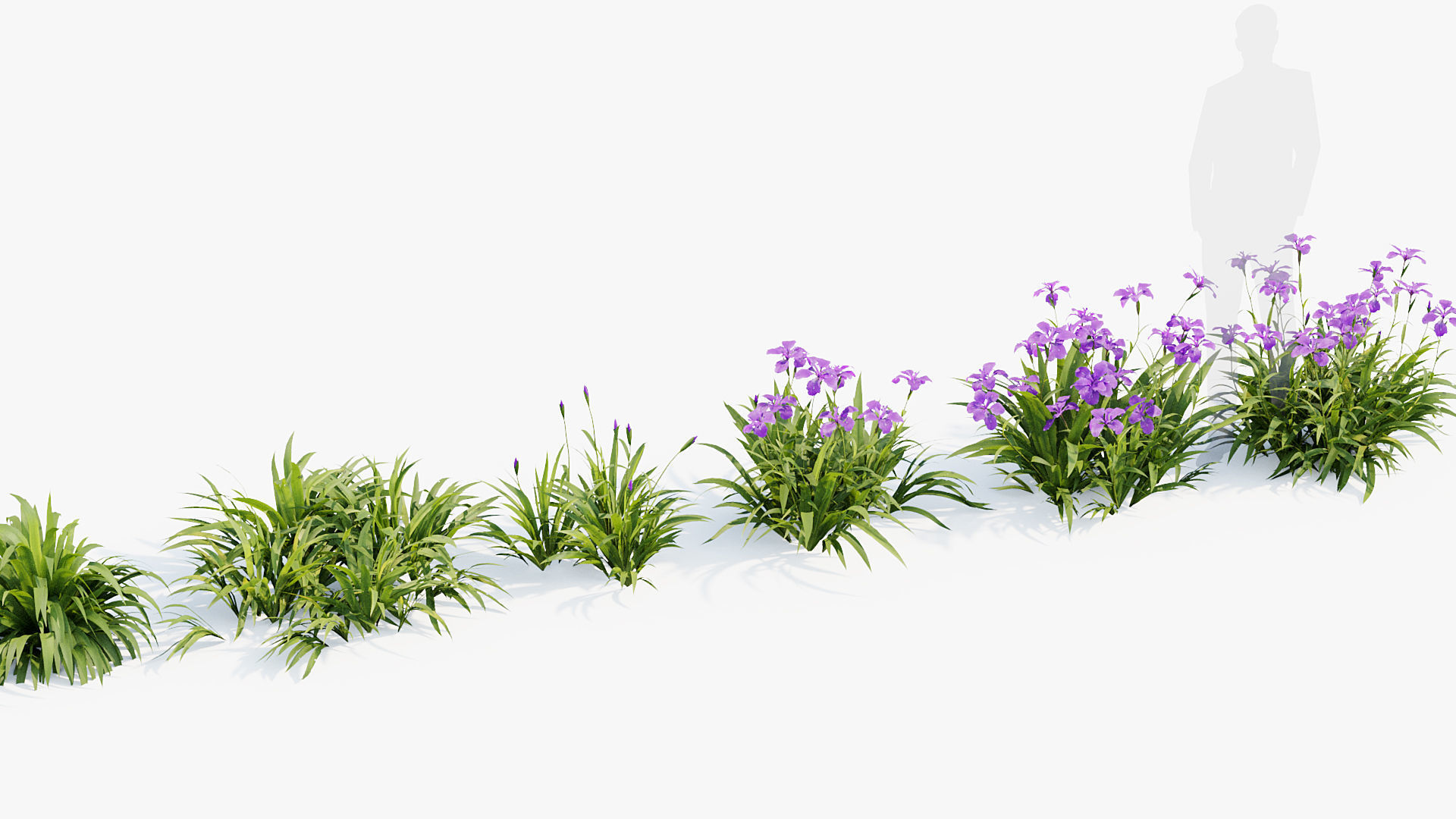 Iris tectorum Japanese Roof Iris 3D model_6