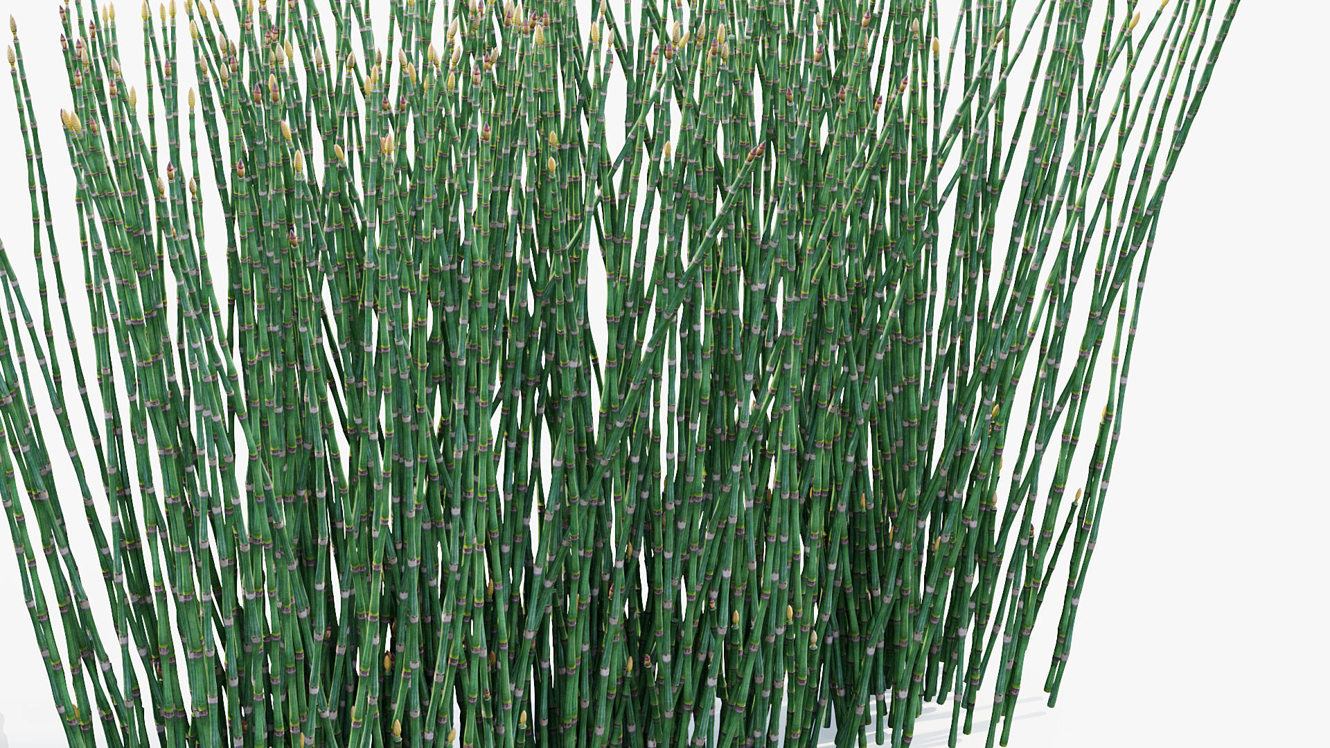Equisetum hyemale Scouring rush 3D model_4