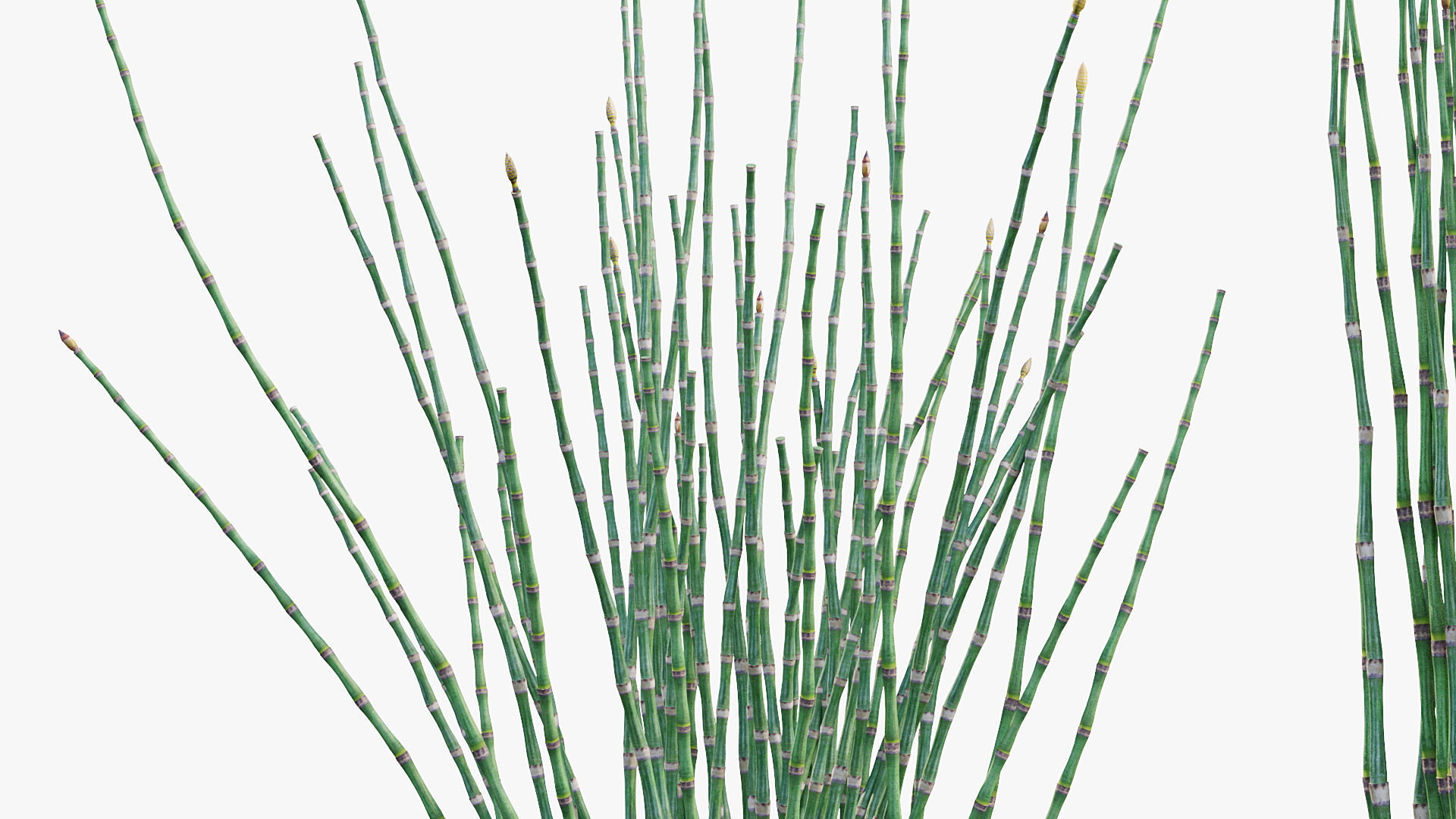 Equisetum hyemale Scouring rush 3D model_5